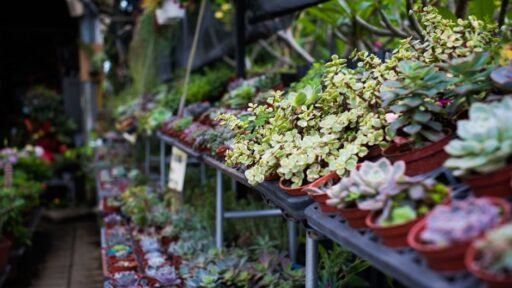 Is The Plant Farm Going Out Of Business