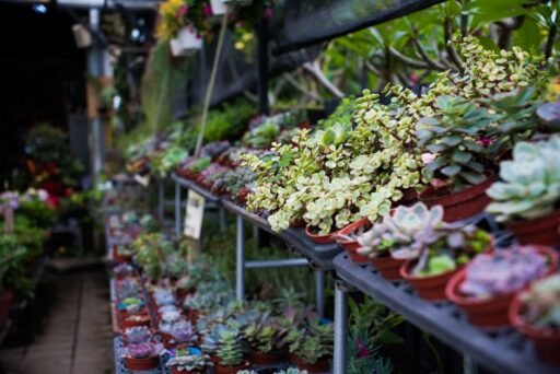 Is The Plant Farm Going Out Of Business