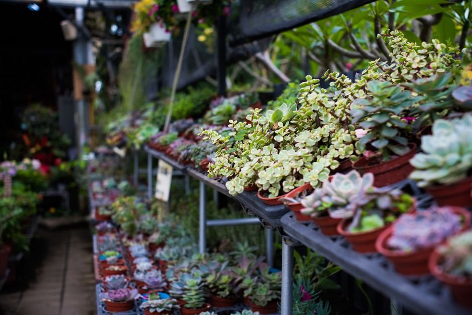 Is The Plant Farm Going Out Of Business
